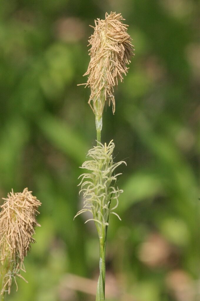 Carex michelii