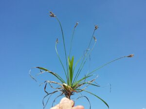 Carex ornithopoda subsp. ornithopoda