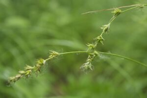 Carex accrescens