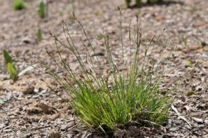 Carex pediformis