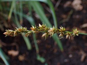Carex podocarpa