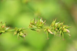 Carex polyphylla