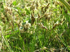 Carex praecox