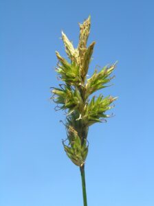 Carex reichenbachii
