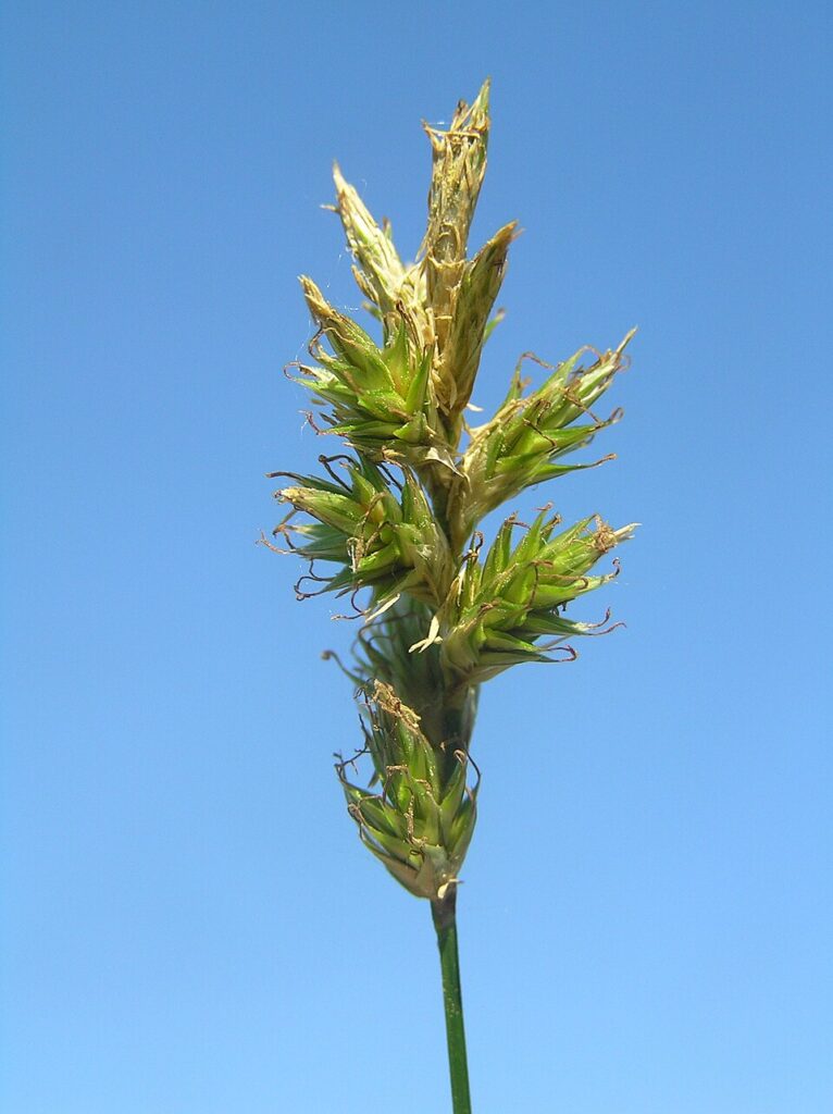 Carex reichenbachii