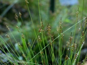 Carex pulicaris
