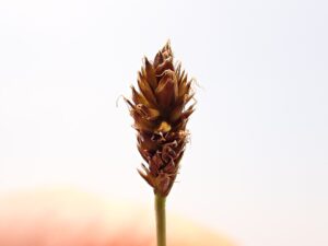 Carex pyrenaica subsp. pyrenaica