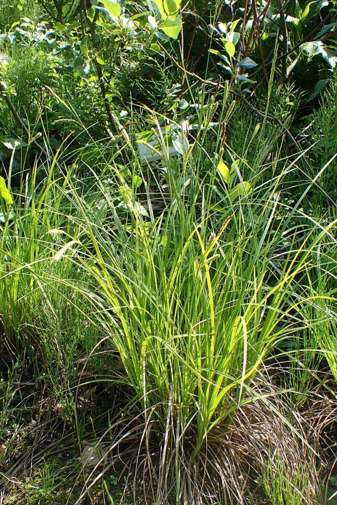 Carex randalpina
