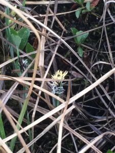 Carex rariflora