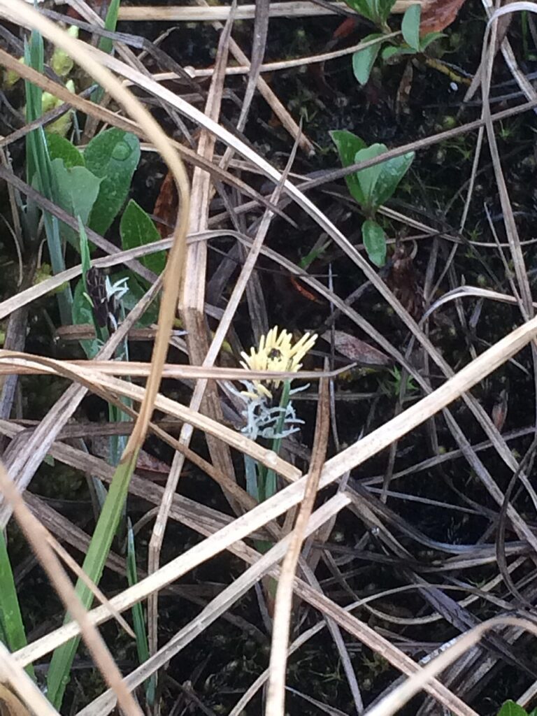 Carex rariflora