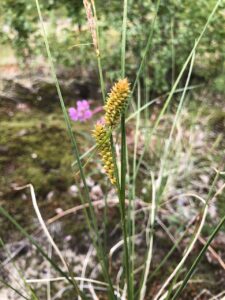 Carex rotundata
