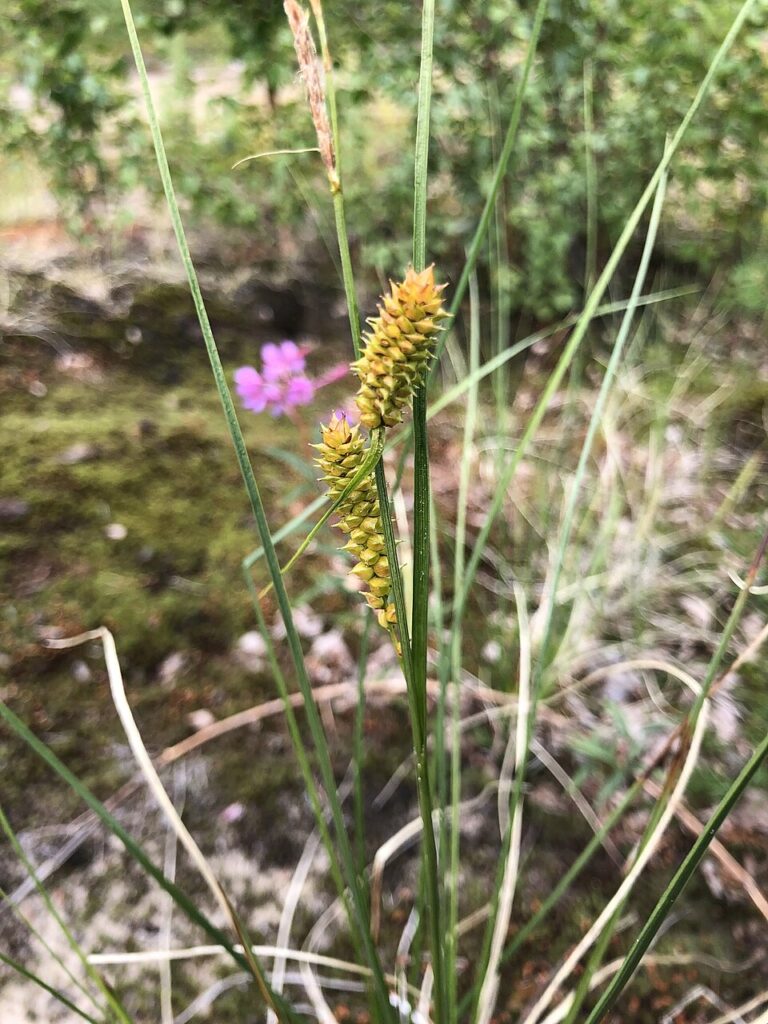 Carex rotundata