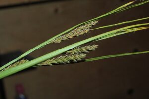Carex salina