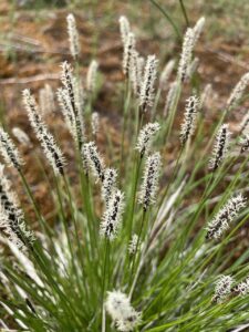 Carex scirpoidea