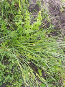 Carex secalina