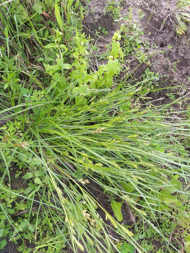 Carex secalina