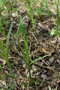 Carex sordida