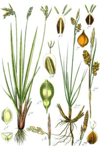 Carex liparocarpos subsp. liparocarpos