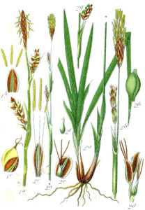Carex vaginata
