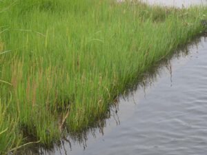 Carex subspathacea