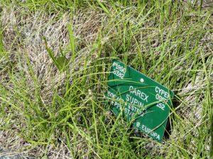 Carex supina