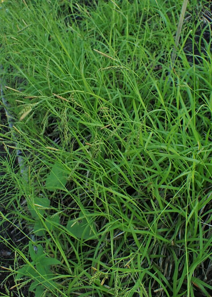 Carex sylvatica subsp. sylvatica
