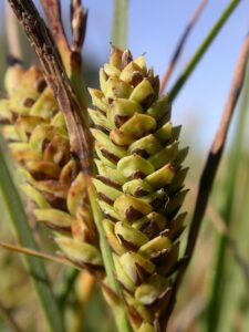 Carex trinervis