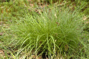 Carex demissa
