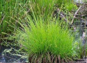 Carex canescens
