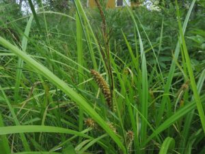 Carex rhynchophysa
