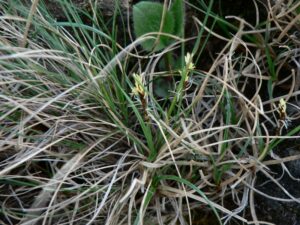 Carex rupestris