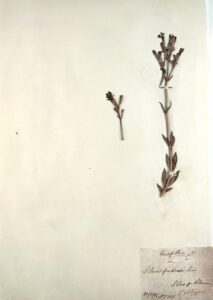 Silene fruticosa