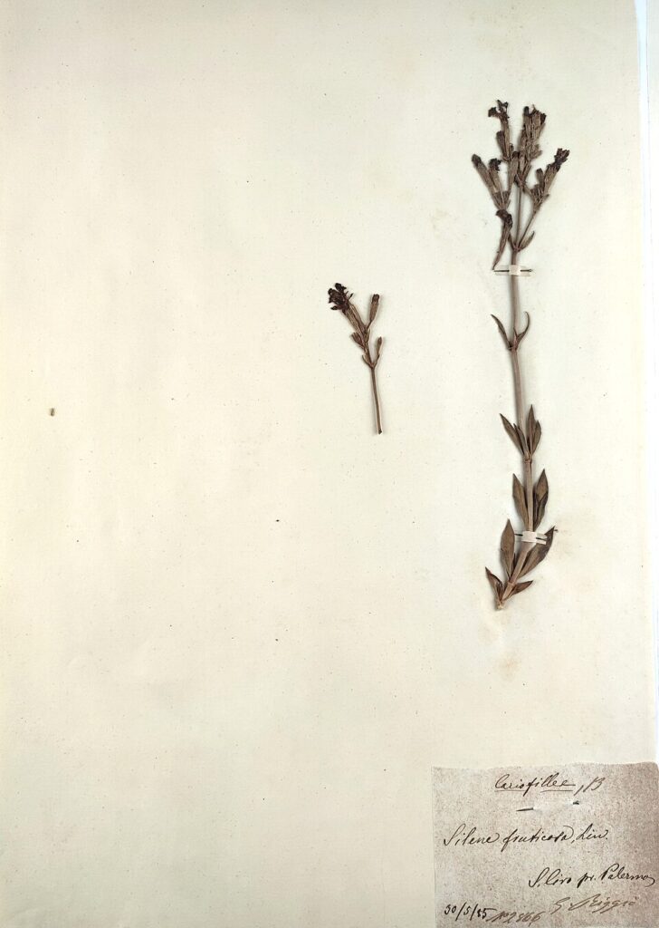 Silene fruticosa