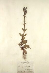 Silene fuscata