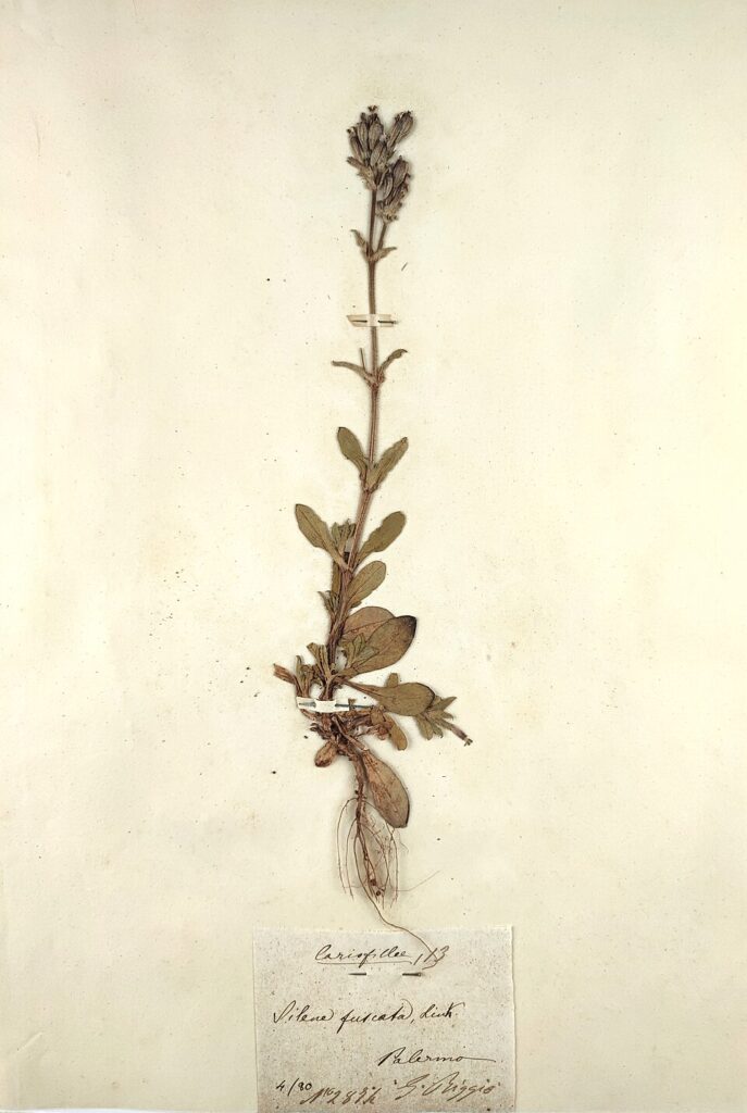 Silene fuscata