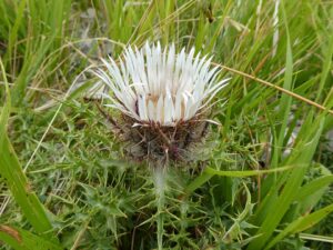 Carlina acaulis subsp. acaulis