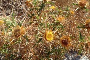 Carlina graeca