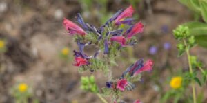 Echium tuberculatum