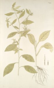 Carpesium cernuum