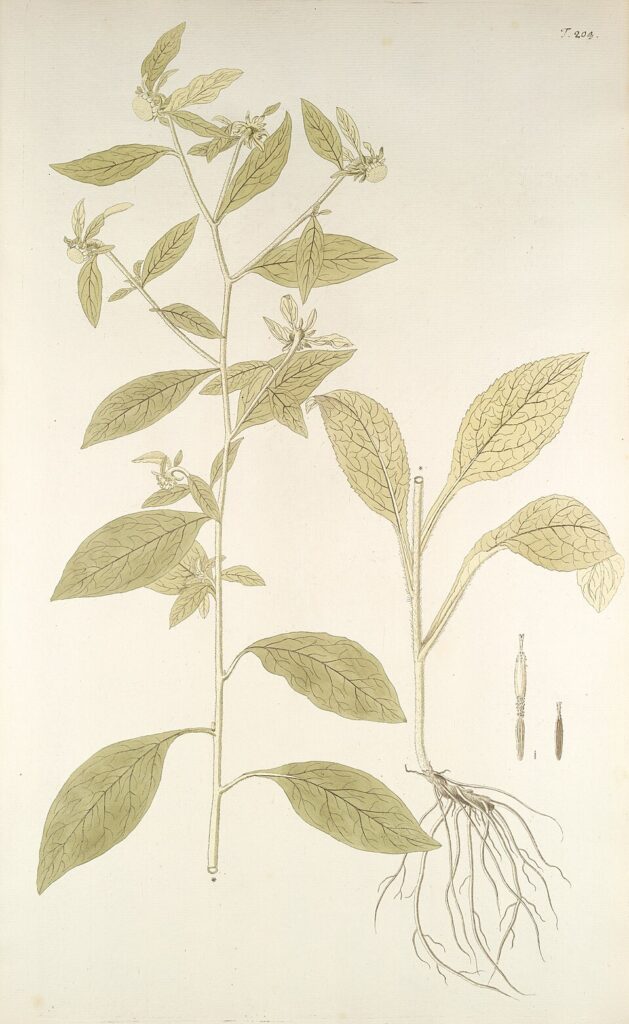 Carpesium cernuum
