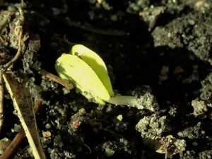 Carpinus orientalis