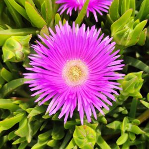 Carpobrotus acinaciformis