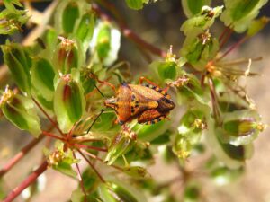 Thapsia villosa var. villosa