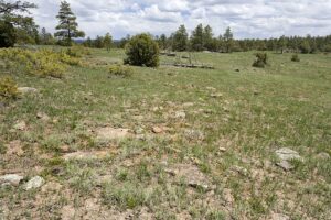 Erysimum repandum var. repandum