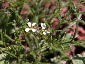 Carrichtera annua