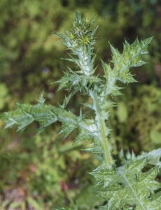 Carthamus lanatus