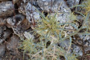 Carthamus leucocaulos
