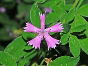 Dianthus ciliatus subsp. ciliatus