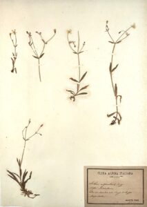 Silene alpestris