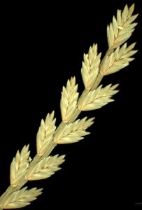 Catapodium rigidum subsp. rigidum